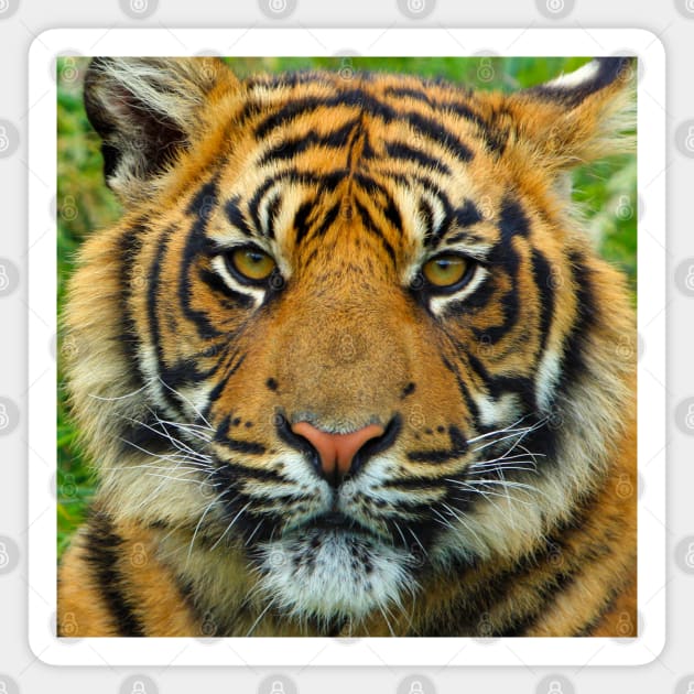 Tiger Face Mask Magnet by DesignCat